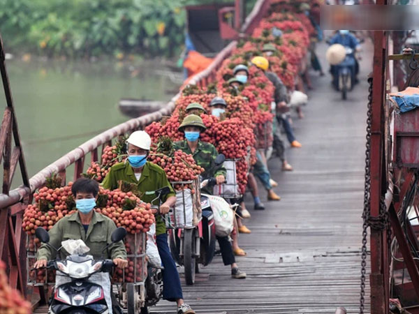 Bắc Giang: Kiếm tiền triệu từ việc đẩy xe chở vải lên dốc cầu phao trong mùa thu hoạch