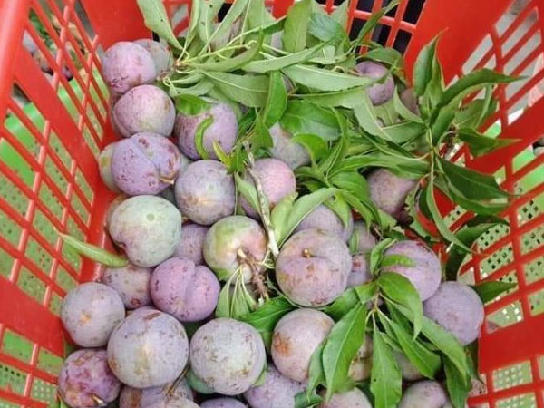 Mận tam hoa đặc sản 'rẻ thối' nhưng chẳng mấy người mua