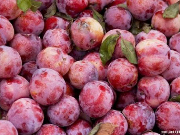 Tết Đoan Ngọ vì sao ăn mận để giết sâu bọ?