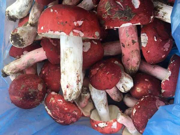'Vàng đỏ' là loại gì mà làm tăng khả năng thụ thai, giá 'chát' nhưng không bao giờ sợ ế?