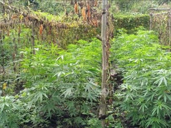Phát hiện vụ trồng trái phép hơn 200 cây cần sa trong rẫy cà phê