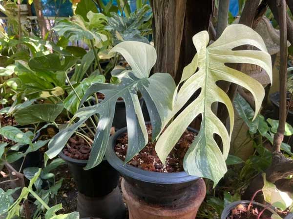 Sốc: Mua cây Trầu bà 'đột biến' giá gần 300 triệu được 3 tháng thì chết khô, dân mạng bàng hoàng 'người lắm tiền thú vui cũng thật mạo hiểm'