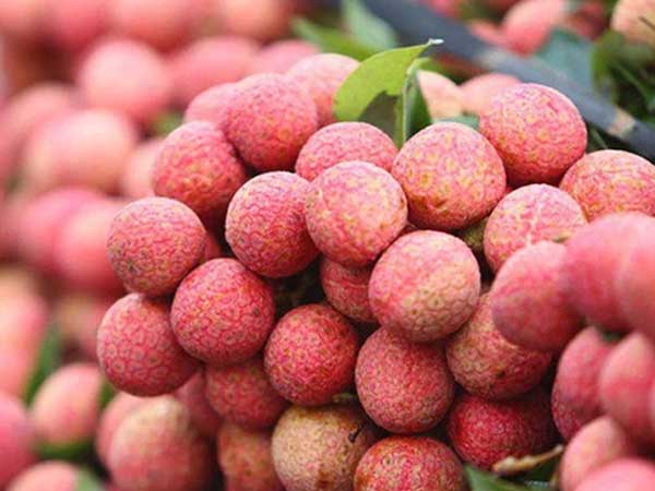 Vải thiều Thanh Hà 'đi máy bay' xuất khẩu sang Pháp, có giá 500.000 đồng/kg