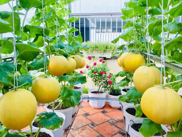 Vườn sân thượng trĩu quả, rau xanh: Vừa tiết kiệm tiền lại chống nóng cực chuẩn