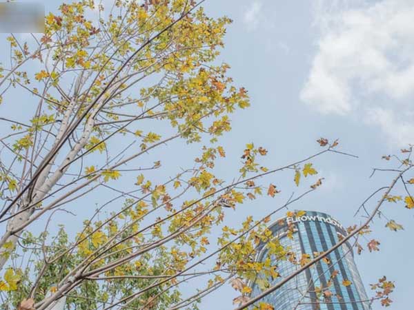 Hà Nội: Hàng phong lá đỏ được di dời trong đêm, nhường chỗ cho cây bàng lá nhỏ trong thời gian tới