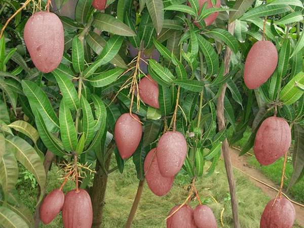 Lần đầu thấy trái xoài màu hồng có ngoại hình 'béo núc ních' ở Việt Nam, thanh niên lên mạng hỏi giống gì thì bị 'doạ' đến xanh mặt