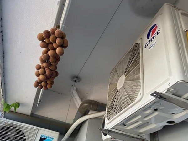Ngó lên cục nóng điều hòa bỗng thấy 'mọc' ra chùm vải, cô gái nói một lý do đáo để khiến cả nhà bái phục