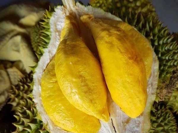 Quả sầu riêng có 2 bộ phận rất quý giá: Tận dụng để chữa bệnh rất tốt nhưng tiếc là ai cũng vứt đi