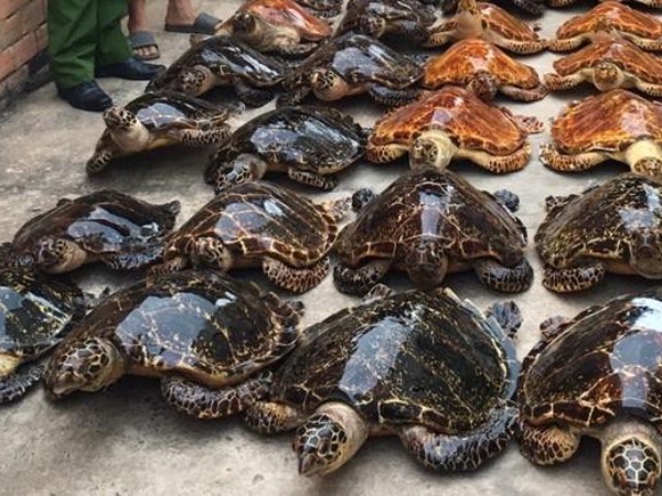 22 năm tù cho 2 đối tượng buôn bán tiêu bản rùa biển