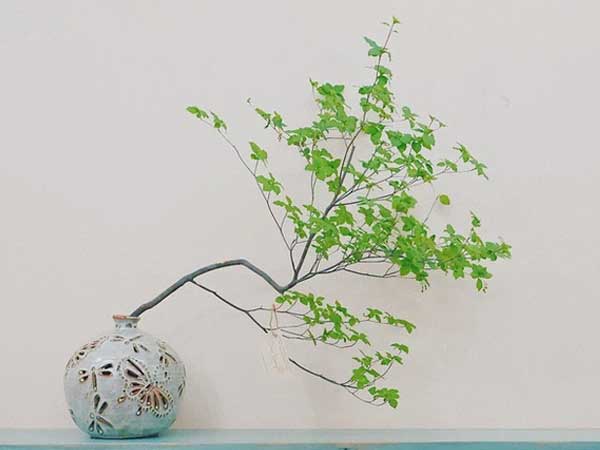 Chị em đua nhau săn lùng cành cây như 'bẻ từ ngoài vườn', giá bạc triệu vẫn đắt hàng