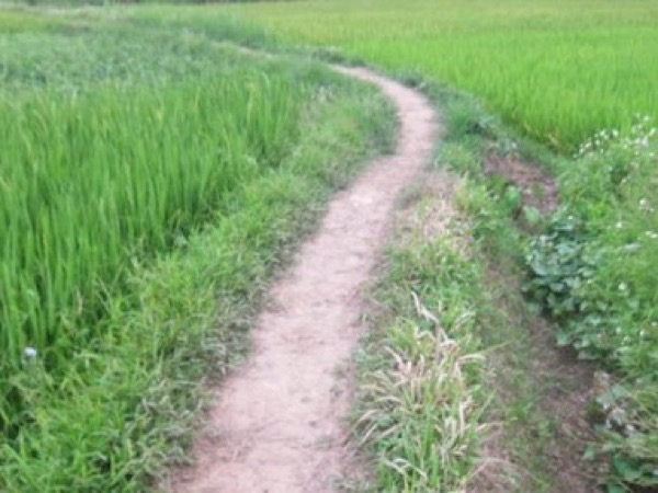 Dụ bé gái ra bờ ruộng để giở trò đồi bại