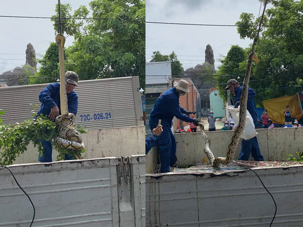 Xôn xao hình ảnh 2 người đàn ông chật vật bắt 'trăn khủng' cuộn tròn trên cây xanh ven đường