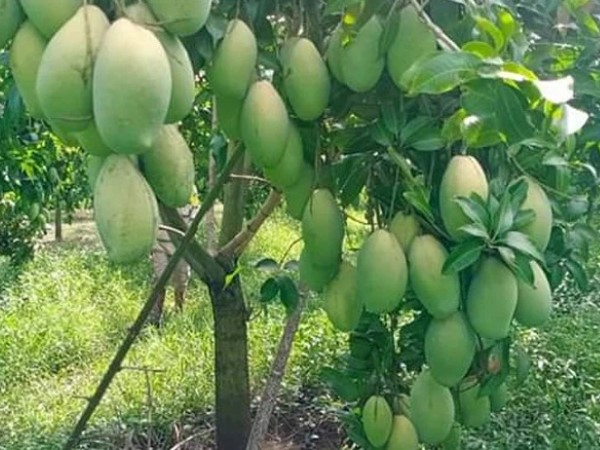 Gái Việt ở Trung Quốc khoe xoài mọc đầy đường, trái nhiều như 'đột biến' nhưng Chính phủ cảnh báo không được ăn, lí do vì sao?