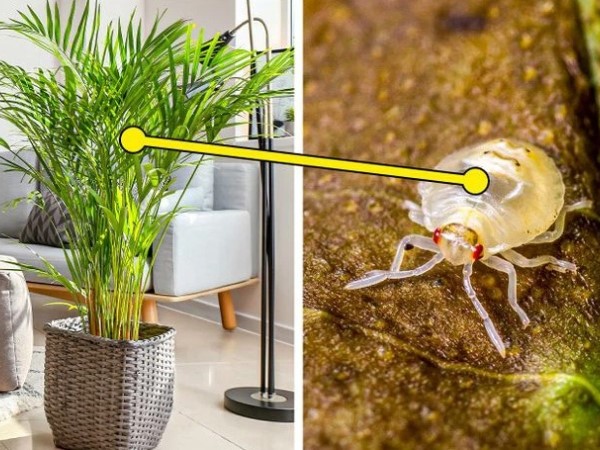 7 loại cây cảnh dù đẹp đến mấy cũng không nên trồng trong nhà vì gây nguy hiểm