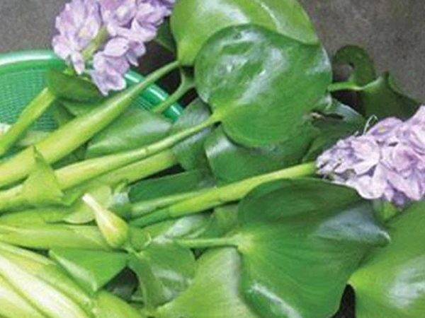 Bèo tây từ thức ăn cho gia súc 'biến' thành hàng xuất ngoại đắt giá