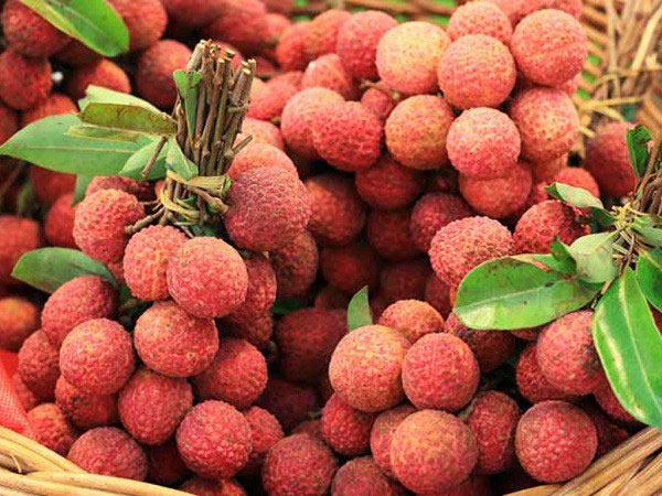 Thực hư thông tin ăn cả cân vải không sợ nóng nếu uống nước đậu đen, bí đao
