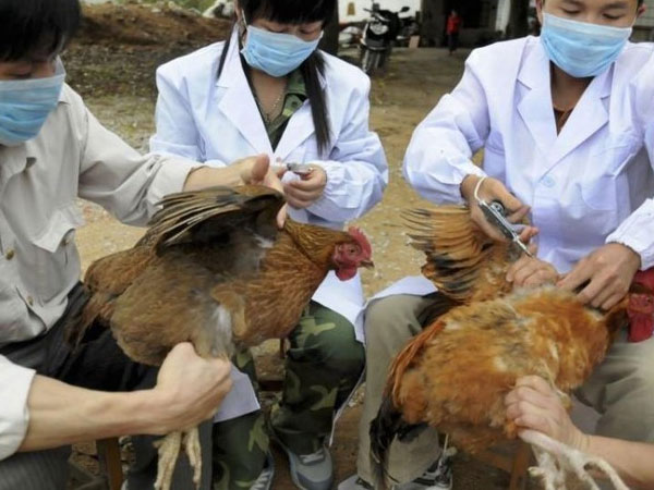 Quảng Ninh xuất hiện chủng cúm gia cầm lần đầu có tại Việt Nam