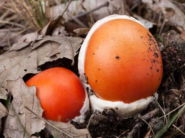 'Trứng gà ngoi lên từ lòng đất': Của ngon, hiếm có khó tìm, giá nửa triệu đồng/kg