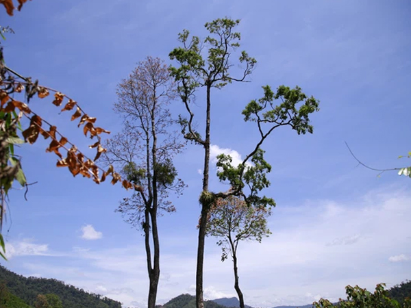 Trèo cây hái quả ươi, thanh niên 17 tuổi rơi xuống đất tử vong