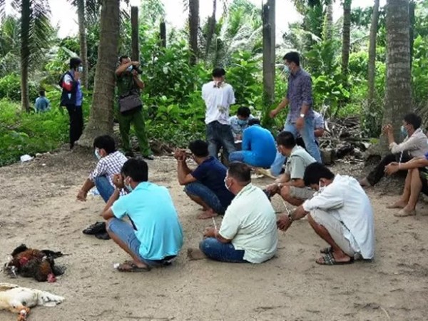 Tiền Giang: Khởi tố 3 đối tượng tổ chức đá gà giữa lúc giãn cách xã hội