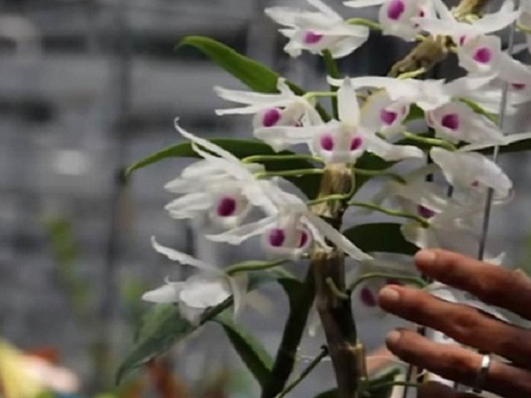 Triệt phá ổ nhóm lừa bán lan đột biến giả, chiếm đoạt hàng tỷ đồng