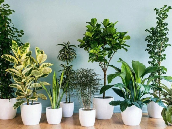 10 điều cấm kỵ trong phong thủy nhất định phải biết để tránh, thay đổi được sẽ mang lại may mắn, tài lộc cho gia đình