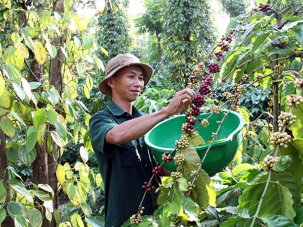 Xuất khẩu cà phê đạt 1,3 tỷ USD, giảm về lượng nhưng giá tăng