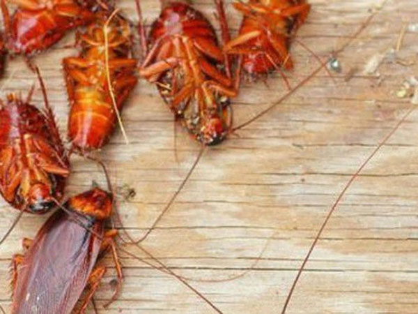 3 chiêu đuổi gián ra khỏi nhà cực kỳ hiệu quả, không thử phí cả đời