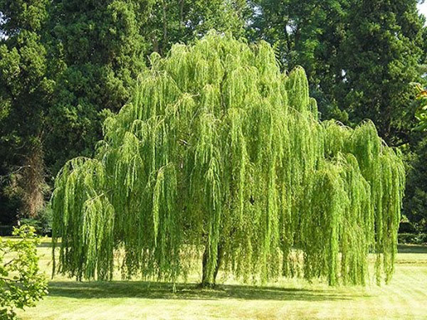 Những loại cây trời sinh đã 'khắc' với Thần tài, trồng trước cửa nhà, tài lộc sẽ quay gót đi ngay