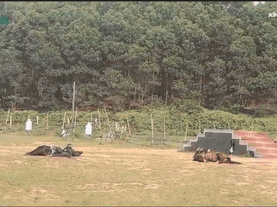 Màn biểu diễn đỉnh cao của Cảnh sát cơ động Kỵ binh: Điều khiển cho ngựa đổ người nằm im 'giả chết', né đạn