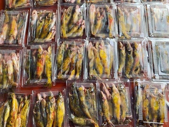 Của hiếm sông Đà: Loài cá vàng óng, muốn ăn phải đặt trước nửa năm