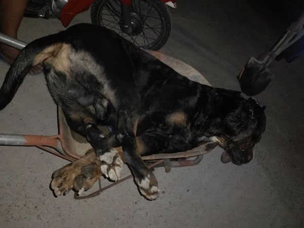 Rắn hổ mang bò vào nhà trong đêm, chú chó Rottweiler 60kg lao ra bảo vệ chủ bị cắn chết sau 10 phút