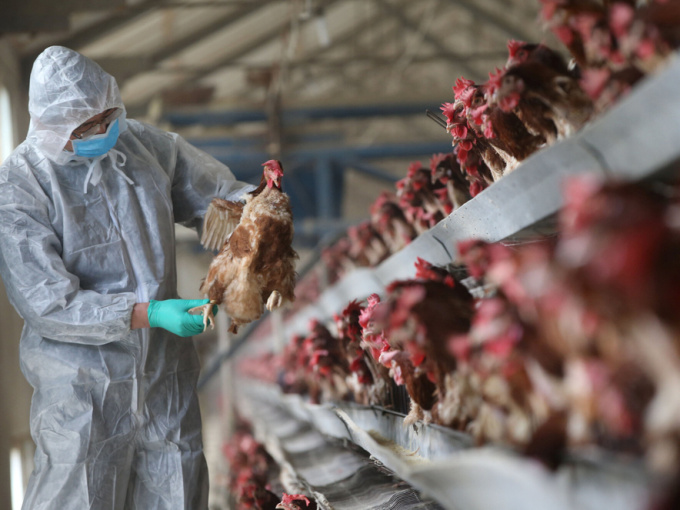 Covid-19 chưa dứt, Trung Quốc đã báo cáo thêm ca nhiễm cúm gia cầm H5N6 ở người