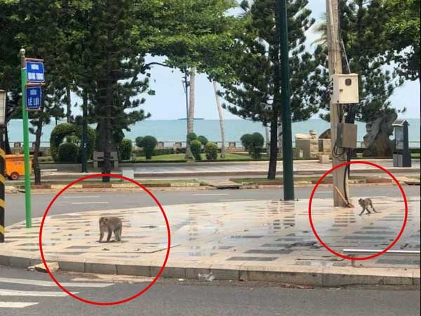 Cả đàn khỉ kéo nhau đi lượn phố, TP Vũng Tàu nhìn như 'Hoa Quả Sơn' sau 3 ngày giãn cách