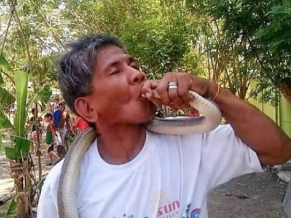 'Người rắn' bị cắn chết khi hôn rắn hổ mang