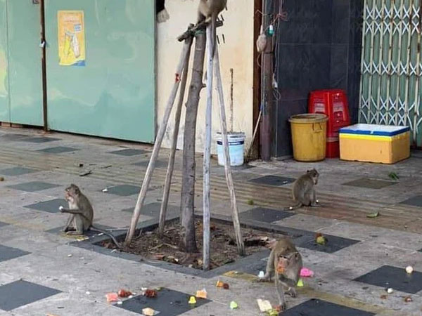 Đàn khỉ ở Vũng Tàu tiếp tục đại náo khu dân cư, trèo vào nhà 'chôm chỉa' đồ ăn rồi tụ vạ đánh chén ngay trên vỉa hè, đuổi không đi