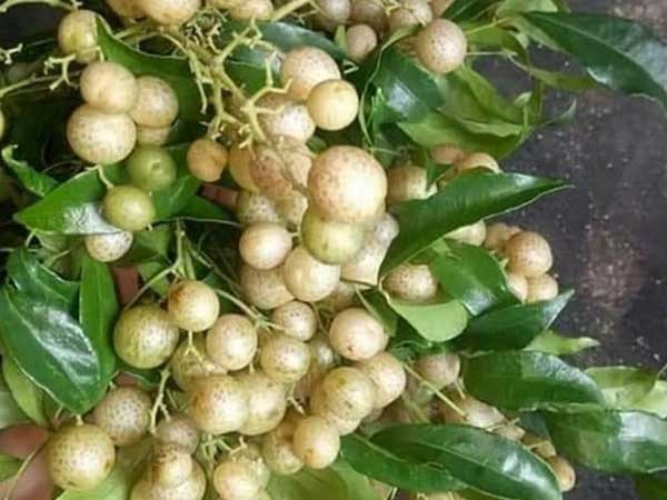 Gừng Việt sang Úc gần 1 triệu/kg, mắc mật xứ Lạng về Hà thành đắt đỏ