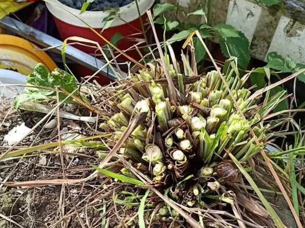 Tình nghĩa xóm giềng chắc có bền lâu: Trồng cả năm mới được bụi sả, hàng xóm xin 1 tép nhưng nhìn lại chỉ...còn mỗi cái gốc