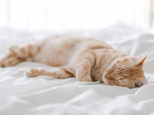 Chó mèo nhiễm Covid-19 từ chủ rồi lây sang người khác không?