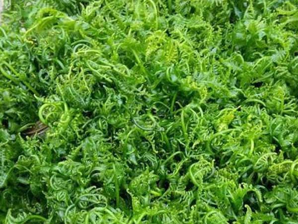 Hà Nội: 'Sốt xình xịch' mua rau trường sinh vài trăm nghìn một kg vì được cho là có tác dụng chữa bệnh