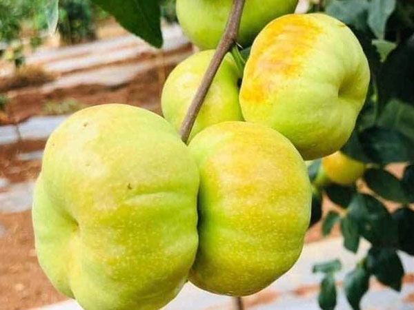 Loại táo Trung Quốc siêu lạ, giá đắt đỏ vẫn ‘cháy hàng’