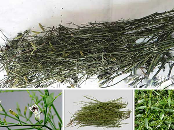 Vị thuốc cổ truyền Việt Nam dùng chữa Covid-19 là cây gì?