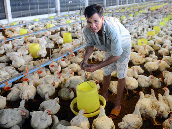 Gà rẻ như mớ rau: Sớm mở lại lò mổ, khơi thông đầu ra