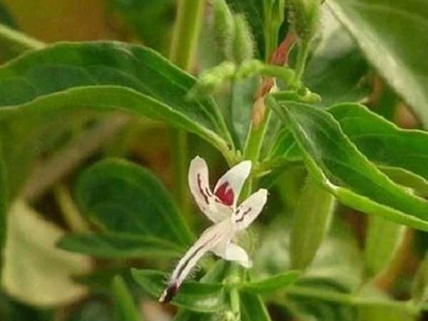 Hiểu đúng về Xuyên tâm liên - vị thuốc được dùng điều trị cho bệnh nhân COVID-19 trong đợt dịch thứ 2 tại Bắc Giang