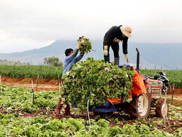 Xót xa nông dân Đà Lạt nhổ bỏ hàng chục tấn rau, hoa vì không bán được