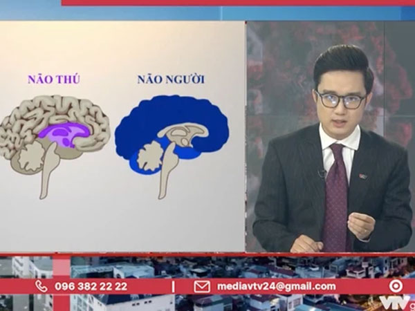Tranh cãi BTV của VTV ví von 'não người'- 'não thú' để cà khịa những trường hợp vi phạm quy định giãn cách