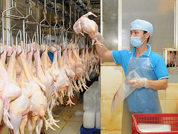 Giá còn 7.000 đồng/kg, hơn 60 triệu con gia cầm chờ bán