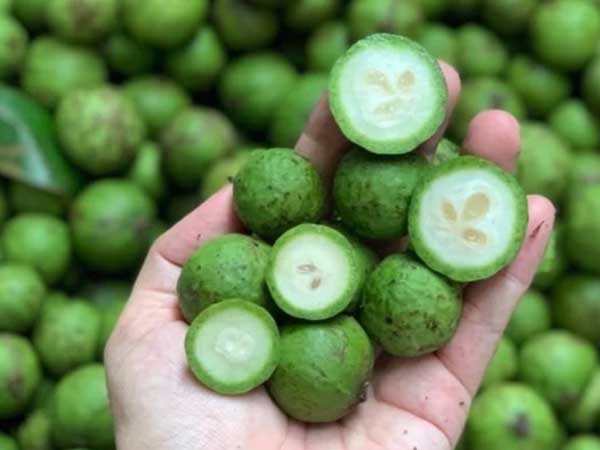Loại quả đầy vỉa hè Hà Nội, lần đầu bán sang Úc thu ngay 6,5 tỷ