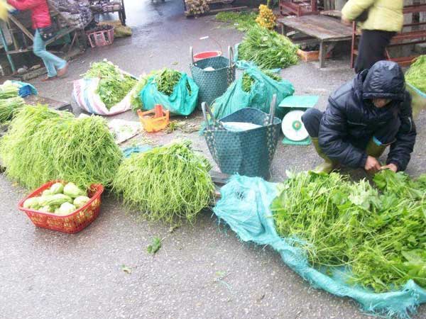 Rau, hoa Sapa rớt giá thảm