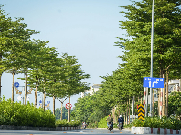 Cận cảnh hàng cây bàng lá nhỏ, chà là trong vụ Tổng Giám đốc công ty cây xanh Hà Nội bị bắt